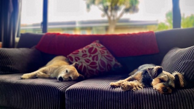 Charlie Brown and Suzie asleep on the couch